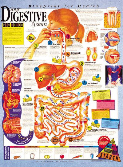 KS-3 Digestive.jpg (117461 bytes)