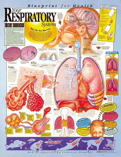 KS-4 Respiratory.jpg (117745 bytes)