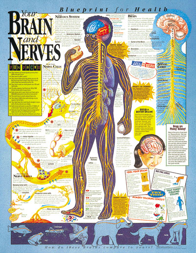 KS-5 Brain&Nerves.jpg (123494 bytes)