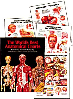 AA-ACC-35 Worlds Best Anatomical Charts